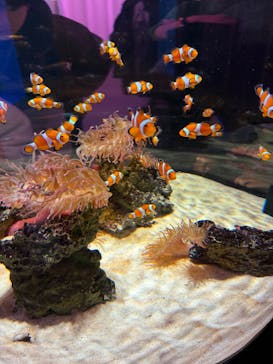 NIFREL（ニフレル）に投稿された画像（2026/1/18）