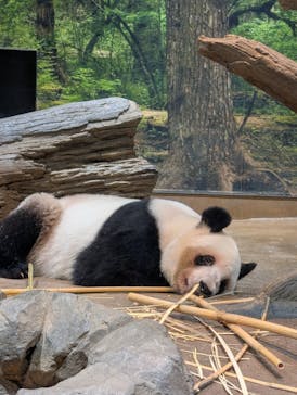 恩賜上野動物園に投稿された画像（2026/1/18）