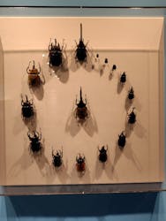 特別展「昆虫MANIAC」（名古屋会場）に投稿された画像（2026/1/18）