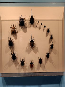 特別展「昆虫MANIAC」（名古屋会場）に投稿された画像（2026/1/18）