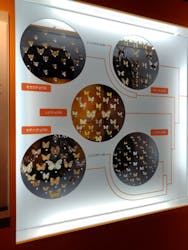 特別展「昆虫MANIAC」（名古屋会場）に投稿された画像（2026/1/18）