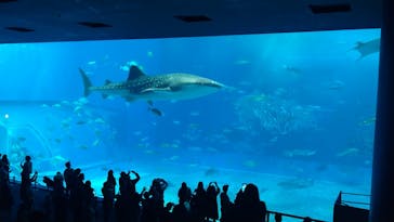 沖縄美ら海水族館に投稿された画像（2026/1/18）