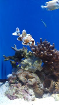 沖縄美ら海水族館に投稿された画像（2026/1/18）