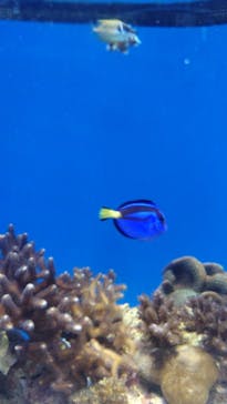 沖縄美ら海水族館に投稿された画像（2026/1/18）