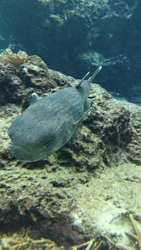 沖縄美ら海水族館に投稿された画像（2026/1/18）