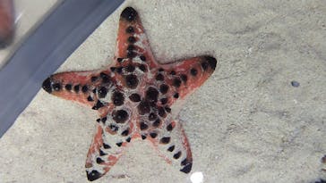 沖縄美ら海水族館に投稿された画像（2026/1/18）