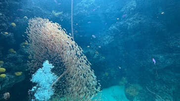 環境水族館アクアマリンふくしまに投稿された画像（2026/1/18）