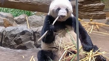 恩賜上野動物園に投稿された画像（2026/1/18）