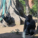 恩賜上野動物園に投稿された画像（2026/1/18）