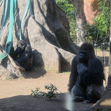 恩賜上野動物園に投稿された画像（2026/1/18）