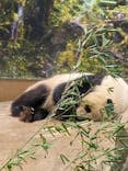 恩賜上野動物園に投稿された画像（2026/1/18）