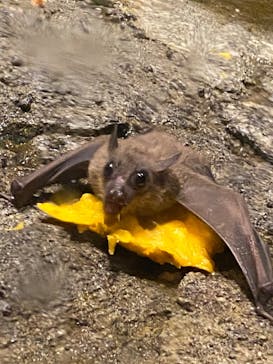 恩賜上野動物園に投稿された画像（2026/1/18）