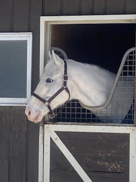 ノーザンホースパークに投稿された画像（2026/1/18）