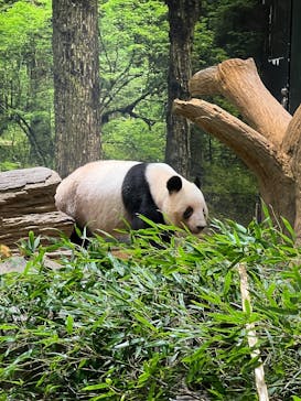 恩賜上野動物園に投稿された画像（2026/1/18）