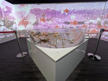 NARA KINGYO MUSEUMに投稿された画像（2026/1/18）