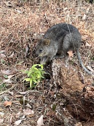 こども動物自然公園（埼玉県公園緑地協会）に投稿された画像（2026/1/18）
