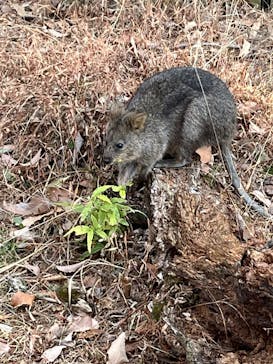 こども動物自然公園（埼玉県公園緑地協会）に投稿された画像（2026/1/18）