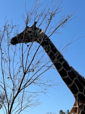 こども動物自然公園（埼玉県公園緑地協会）に投稿された画像（2026/1/18）