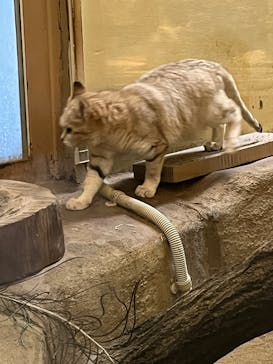 こども動物自然公園（埼玉県公園緑地協会）に投稿された画像（2026/1/18）