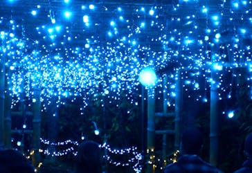 美らヤシパークオキナワ・東南植物楽園に投稿された画像（2026/1/18）