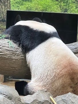 恩賜上野動物園に投稿された画像（2026/1/18）