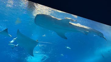 沖縄美ら海水族館（館内体験）に投稿された画像（2026/1/18）