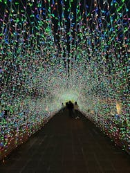 美らヤシパークオキナワ・東南植物楽園に投稿された画像（2026/1/18）