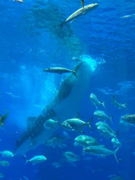 沖縄美ら海水族館に投稿された画像（2026/1/18）
