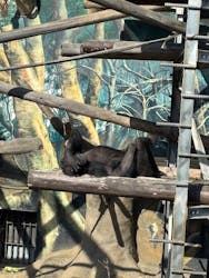 天王寺動物園に投稿された画像（2026/1/18）