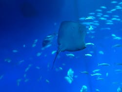 アクアワールド茨城県大洗水族館に投稿された画像（2026/1/18）