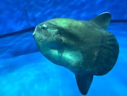 アクアワールド茨城県大洗水族館に投稿された画像（2026/1/18）