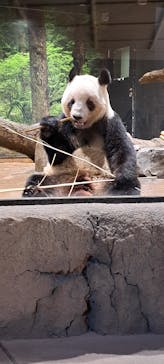 恩賜上野動物園に投稿された画像（2026/1/18）