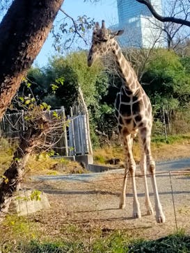 天王寺動物園に投稿された画像（2026/1/18）