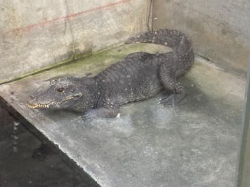 熱川バナナワニ園に投稿された画像（2026/1/18）