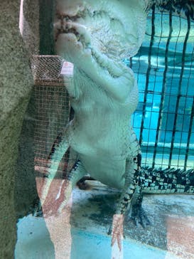 熱川バナナワニ園に投稿された画像（2026/1/18）