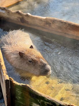 那須どうぶつ王国に投稿された画像（2026/1/18）