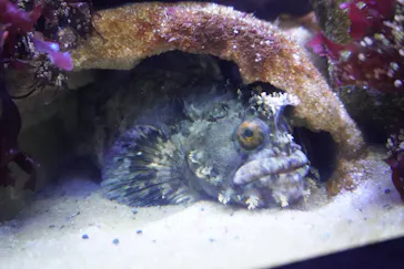 仙台うみの杜水族館に投稿された画像（2026/1/18）