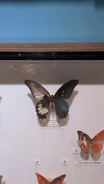 特別展「昆虫MANIAC」（名古屋会場）に投稿された画像（2026/1/19）