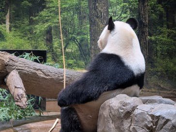 恩賜上野動物園に投稿された画像（2026/1/19）