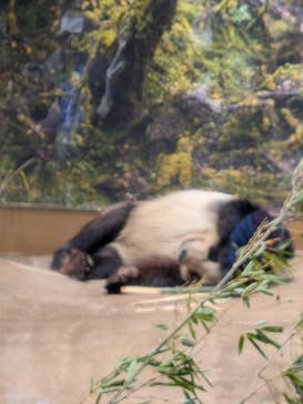 恩賜上野動物園に投稿された画像（2026/1/19）