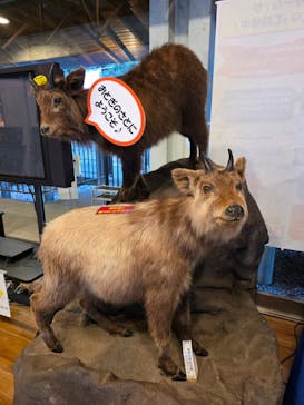 大井川鐵道株式会社に投稿された画像（2026/1/19）