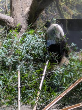 恩賜上野動物園に投稿された画像（2026/1/19）