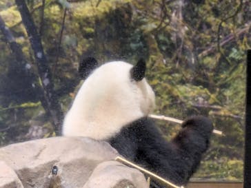 恩賜上野動物園に投稿された画像（2026/1/19）