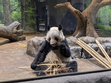 恩賜上野動物園に投稿された画像（2026/1/19）