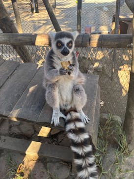 ANIMAL WONDER REZOURT 市原ぞうの国・サユリワールドに投稿された画像（2026/1/19）