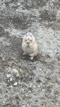 ANIMAL WONDER REZOURT 市原ぞうの国・サユリワールドに投稿された画像（2026/1/19）