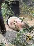 恩賜上野動物園に投稿された画像（2026/1/19）