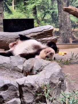 恩賜上野動物園に投稿された画像（2026/1/19）
