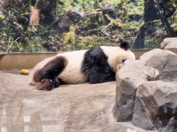 恩賜上野動物園に投稿された画像（2026/1/19）