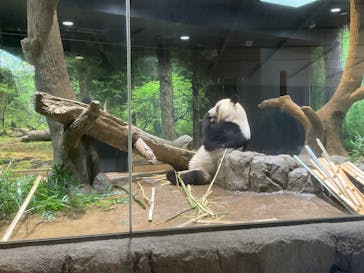 恩賜上野動物園に投稿された画像（2026/1/19）